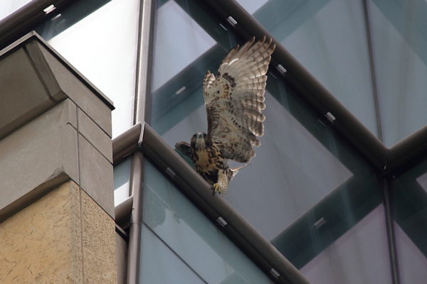 Young Red-tailed Hawk fledgling sitting on NYU building with wing stretched, Washington Square Park (NYC)