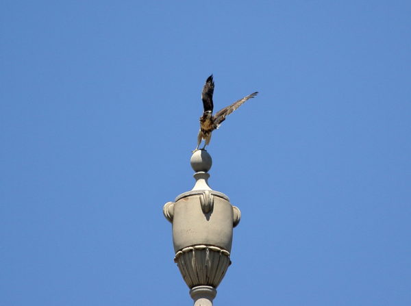 NYC Red-tailed Hawk fledgling leaping off building's decorative urn, Washington Square Park