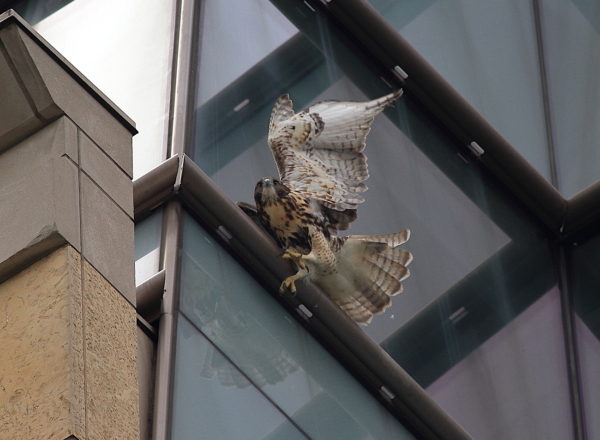 Young Red-tailed Hawk fledgling losing footing on NYU building with wing stretched, Washington Square Park (NYC)