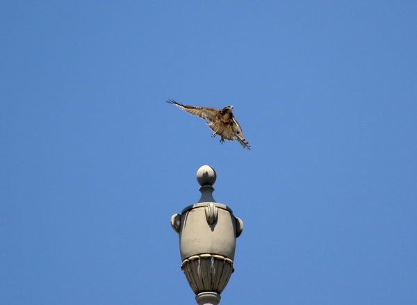 NYC Red-tailed Hawk fledgling flying off building's decorative urn, Washington Square Park