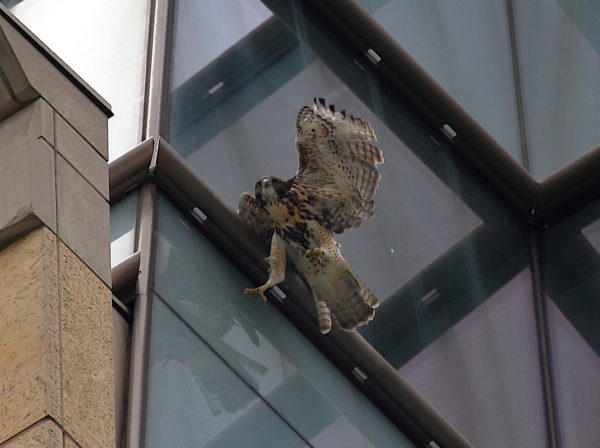 Young Red-tailed Hawk fledgling losing footing on NYU building, Washington Square Park (NYC)