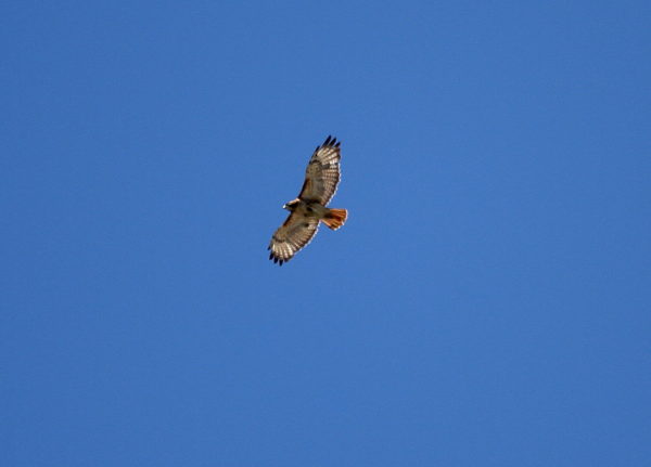 Adult Red-tailed Hawk Sadie flying, Washington Square Park (NYC)