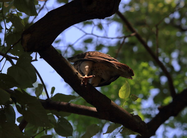 NYC Red-tailed Hawk fledgling stretching leg on Washington Square Park tree branch