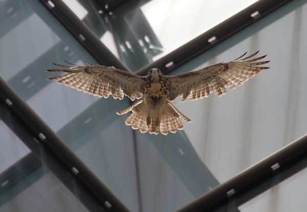 Young Red-tailed Hawk fledgling flying from NYU building, Washington Square Park (NYC)