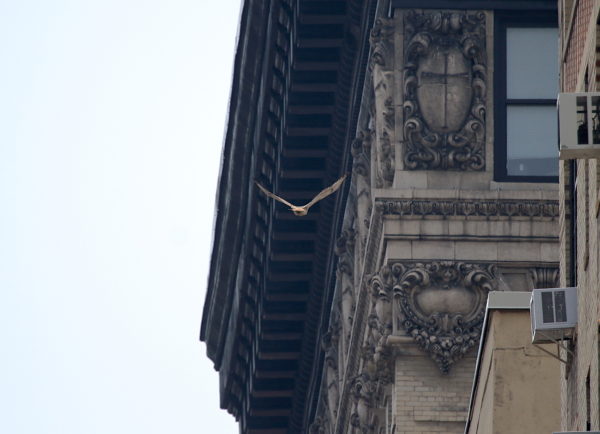 Adult Red-tailed Hawk flying to NYU building, Washington Square Park (NYC)