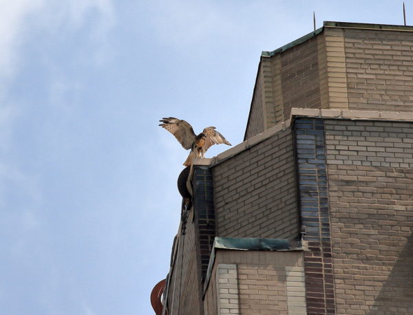 NYC Red-tailed Hawk cam fledgling sitting on One Fifth Avenue building with wings outstretched, Washington Square Park