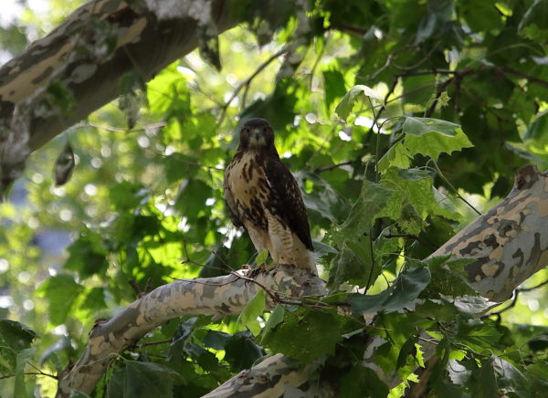 NYC Red-tailed Hawk fledgling looking at viewer, Washington Square Park