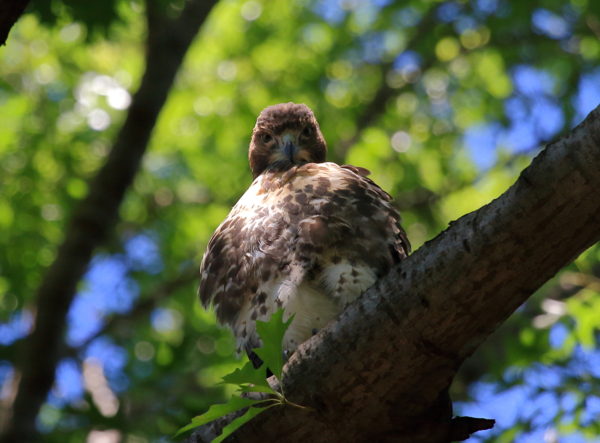 Red-tailed Hawk fledgling relaxing in tree, looking at camera, Washington Square Park (NYC)