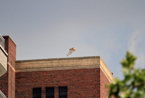 NYC Red-tailed Hawk cam fledgling flying off building