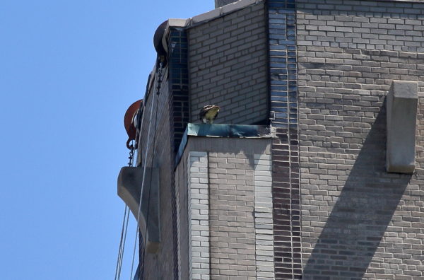 NYC Red-tailed Hawk Bobby sitting on One Fifth Avenue eating with back facing Washington Square Park