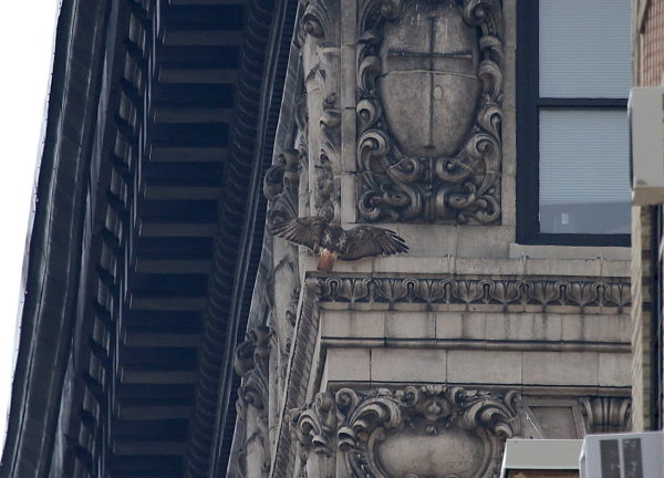 Adult Red-tailed Hawk landing on NYU building, Washington Square Park (NYC)