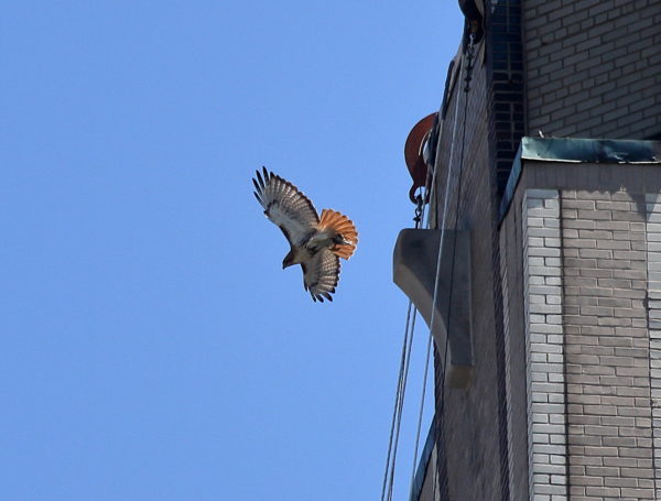 NYC Red-tailed Hawk Bobby flying off One Fifth Avenue with food in talons, Washington Square Park