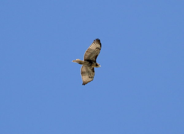 NYC Red-tailed Hawk fledgling flying above Washington Square Park