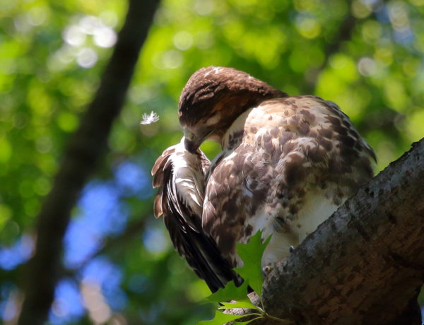 Red-tailed Hawk fledgling preening wing in tree, Washington Square Park (NYC)