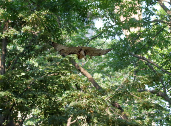 Red-tailed Hawk fledgling flying to the ground with trees in the background, Red-tailed Hawk fledgling biting leaf stems on tree branch, Washington Square Park (NYC)