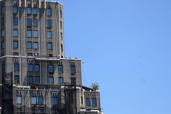 NYC Red-tailed Hawk Bobby and fledgling flying to One Fifth Avenue, Bobby with food in talons Washington Square Park