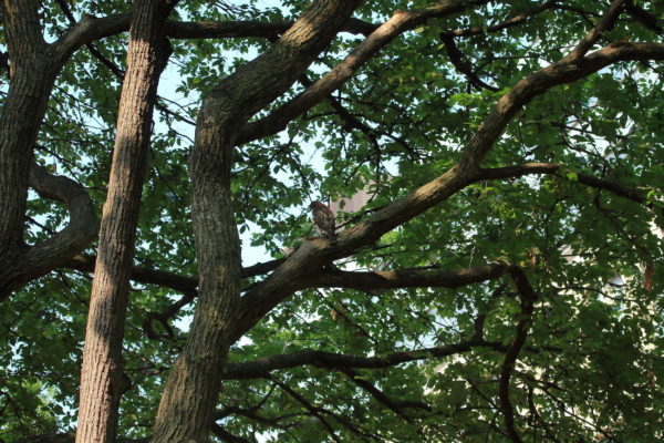 Red-tailed Hawk fledgling sitting on big tree branch, Washington Square Park (NYC)