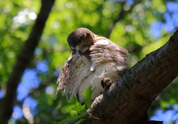 Red-tailed Hawk fledgling preening chest in tree, Washington Square Park (NYC)