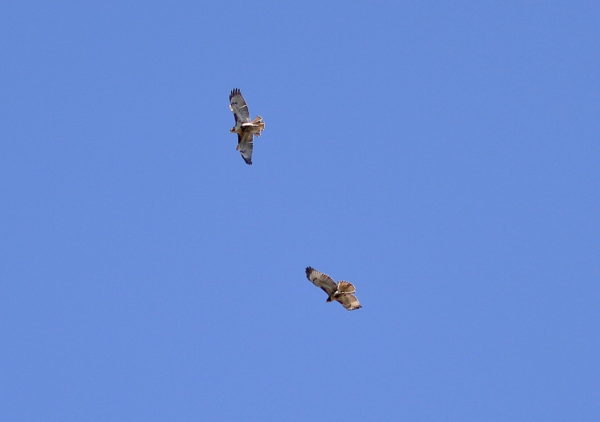 NYC Red-tailed Hawk fledglings circling together above Washington Square Park