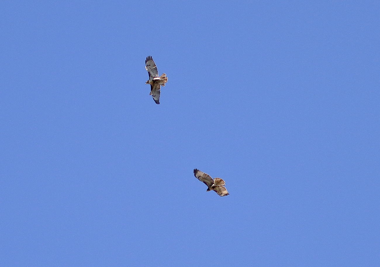 NYC Red-tailed Hawk fledglings circling together above Washington Square Park