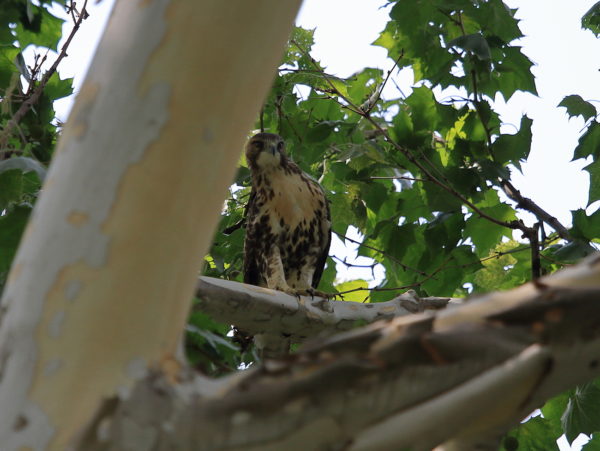 2018 NYC Red-tailed Hawk cam fledgling sitting in tree, looking curiously at something in the distance, Washington Square Park