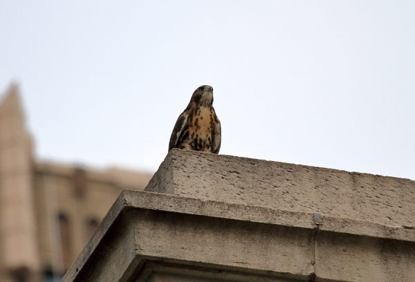 Red-tailed Hawk fledgling sitting on Washington Square Park arch (NYC)