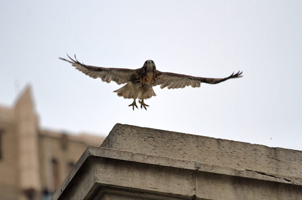 Young Red-tailed Hawk fledgling flying off Washington Square Park arch (NYC)
