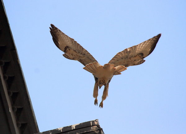 Red-tailed Hawk fledgling landing on corner of NYU building, Washington Square Park (NYC)