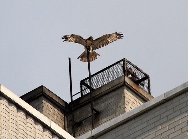 NYC Red-tailed Hawk cam fledgling landing on a ladder tip while another fledgling is sitting on a nearby heat vent