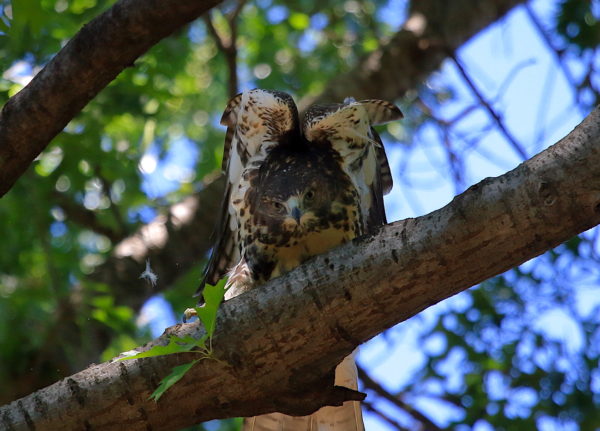 Red-tailed Hawk fledgling stretching wings in tree, Washington Square Park (NYC)