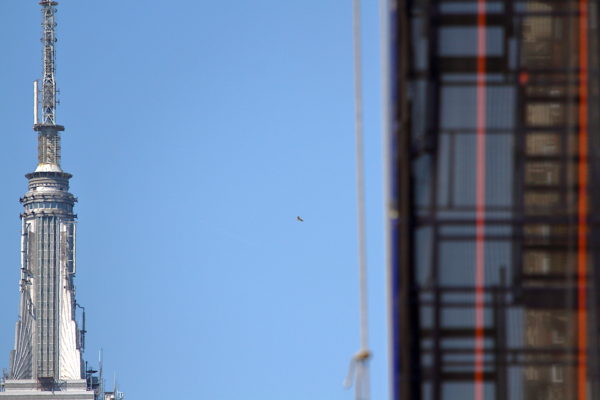 NYC Red-tailed Hawk fledgling circling near Empire State Building
