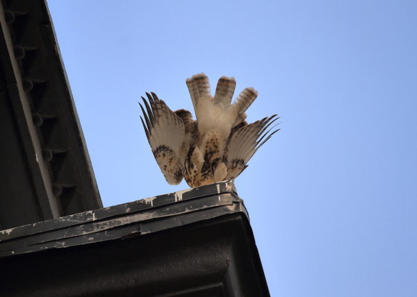 Red-tailed Hawk fledgling landed on corner of NYU building, Washington Square Park (NYC)