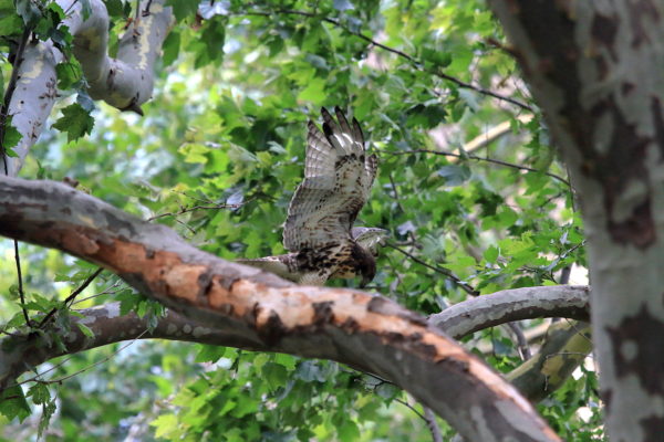 2018 NYC Red-tailed Hawk cam fledgling walking on tree branch with wings stretched upright, Washington Square Park