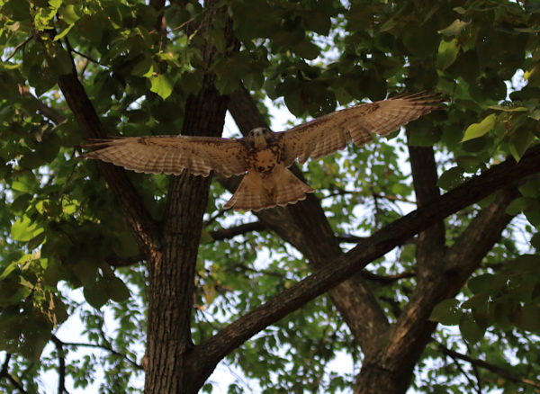 Red-tailed Hawk flying through trees, Washington Square Park (NYC)