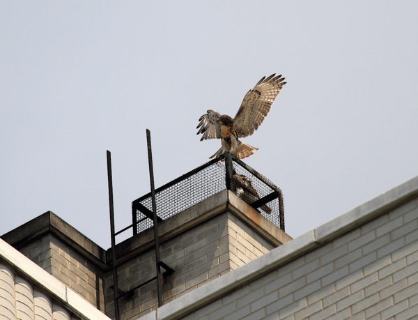 NYC Red-tailed Hawk cam fledgling landing next to its sibling sitting on a heat vent 