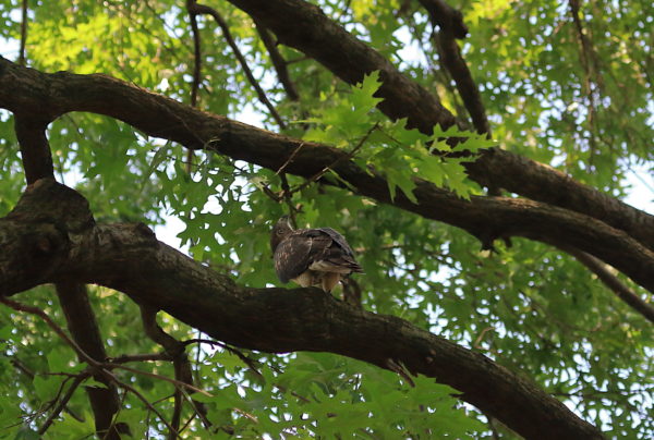 NYC Red-tailed Hawk fledgling sitting on Washington Square Park tree branch, looking up