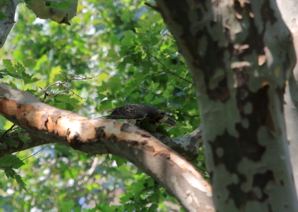 2018 NYC Red-tailed Hawk cam fledgling scrunched down about to leap off tree branch, Washington Square Park