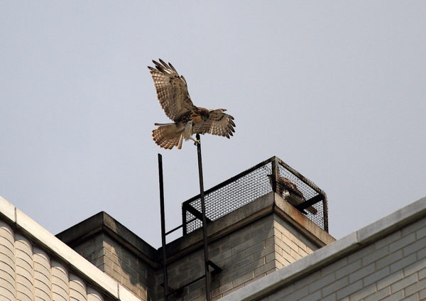 NYC Red-tailed Hawk cam fledgling landing on a ladder tip while its sibling watches from a nearby heat vent