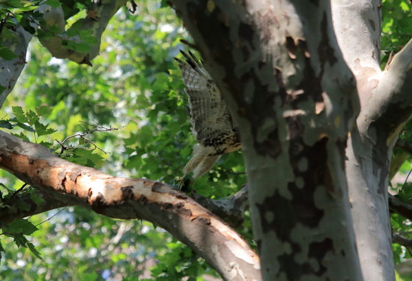 2018 NYC Red-tailed Hawk cam fledgling leaping off a tree branch, Washington Square Park