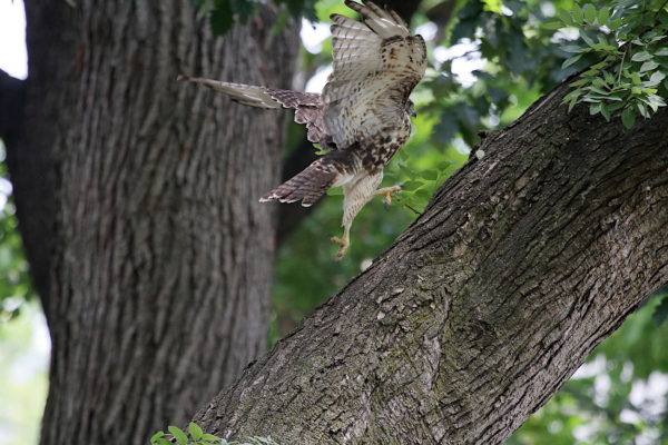 Young Red-tailed Hawk fledgling running up a tree, Washington Square Park (NYC)