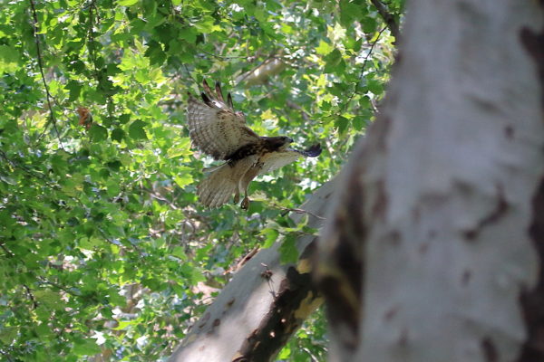 2018 NYC Red-tailed Hawk cam fledgling flying through Washington Square Park trees