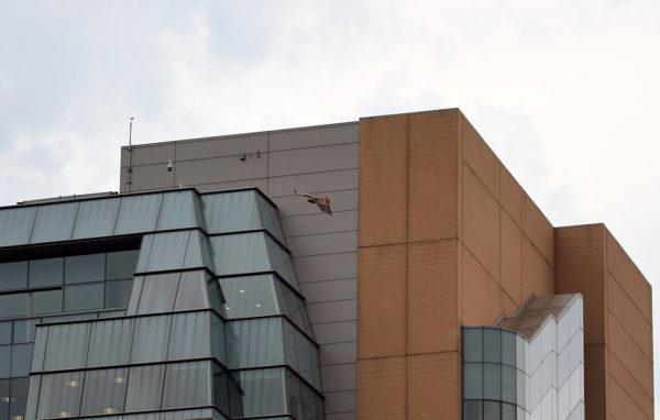 Adult Red-tailed Hawk flying past NYU building, Washington Square Park (NYC)