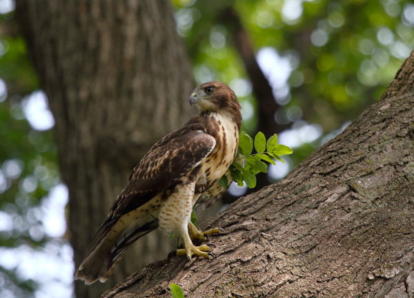 Young Red-tailed Hawk fledgling sitting in a tree, looking behind it, Washington Square Park (NYC)