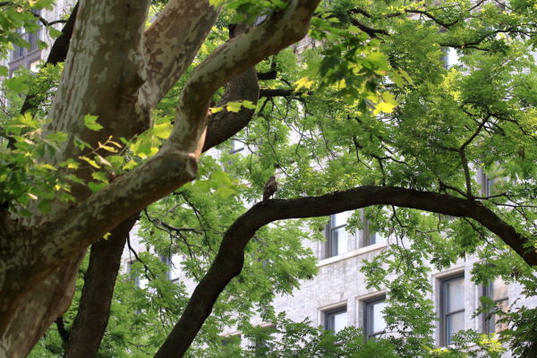Red-tailed Hawk sitting on park tree with building in the background, Washington Square Park (NYC)