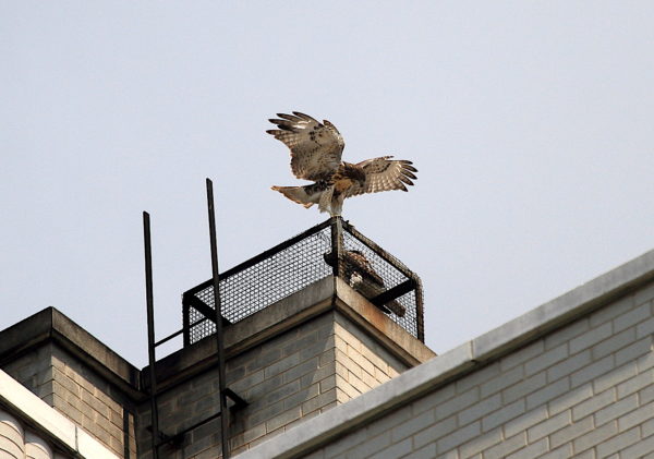 NYC Red-tailed Hawk cam fledgling landing next to its sibling on a heat vent 