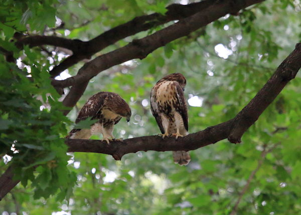 NYC Red-tailed Hawk fledglings sitting together on Washington Square Park tree