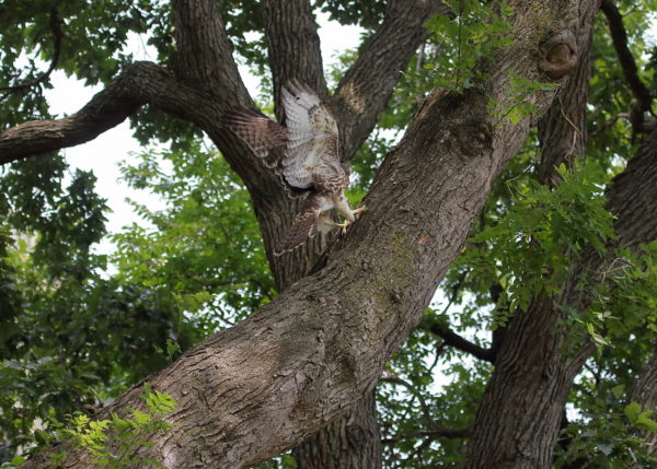 Young Red-tailed Hawk fledgling running up tree, Washington Square Park (NYC)