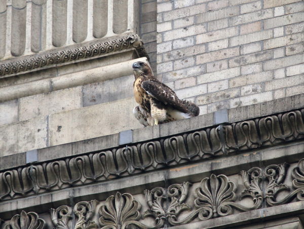 Crying Red-tailed Hawk fledgling sitting on NYU Silver Center building, Washington Square Park (NYC)