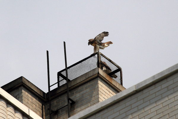 NYC Red-tailed Hawk cam fledgling landing next to its sibling on a heat vent 