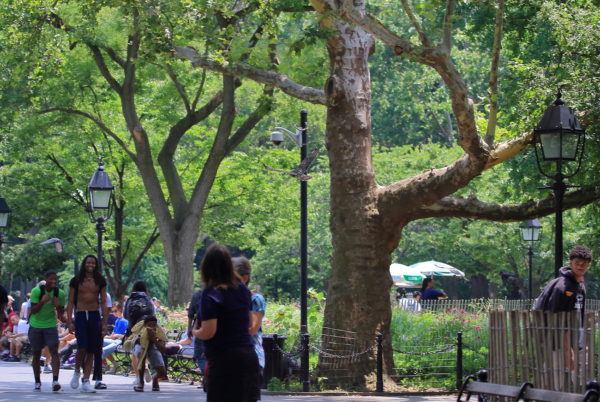 2018 NYC Red-tailed Hawk cam fledgling flying over people in Washington Square Park